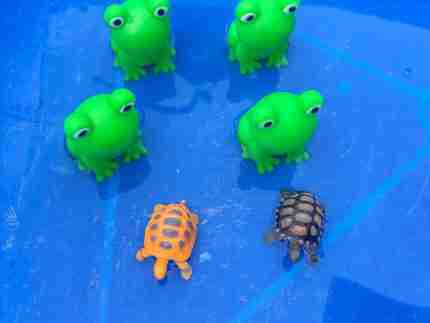 4 Green Speckeled Frogs Sensory bin