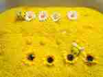 Bee Sensory BIn