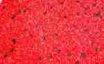 Ladybug Sensory Bin - Image 11