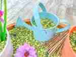 Split green peas sensory bin filler