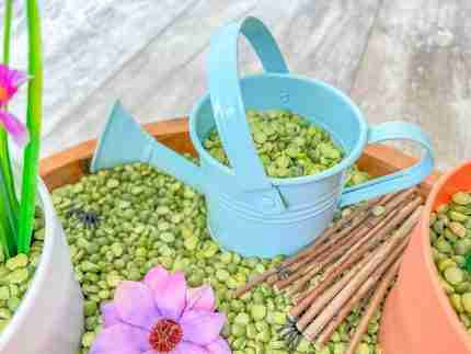 Split green peas sensory bin filler