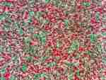 RGS Christmas Sensory RIce