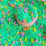 Spring Rice With Flowers