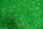 Flower Field Sensory Spring Filler