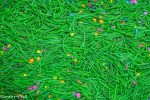 Flower Field Sensory Spring Filler - Image 3