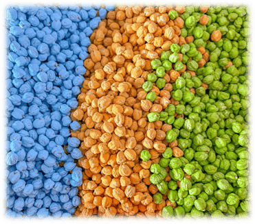 A group of different colored beans

AI-generated content may be incorrect., Picture