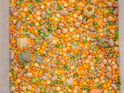 All Natural Fall Filler w/ Pumpkins - Image 4