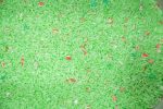 Peppermint Dream Sensory Rice