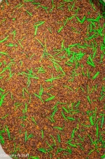 Woodland Sensory Mix - Image 3