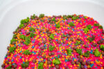 Chicka Chicka Alphabet Sensory Filler with colorful letters, green palm trees and coconut-inspired sensory pieces