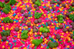 Chicka Chicka Alphabet Sensory Filler with colorful letters, green palm trees and coconut-inspired sensory pieces